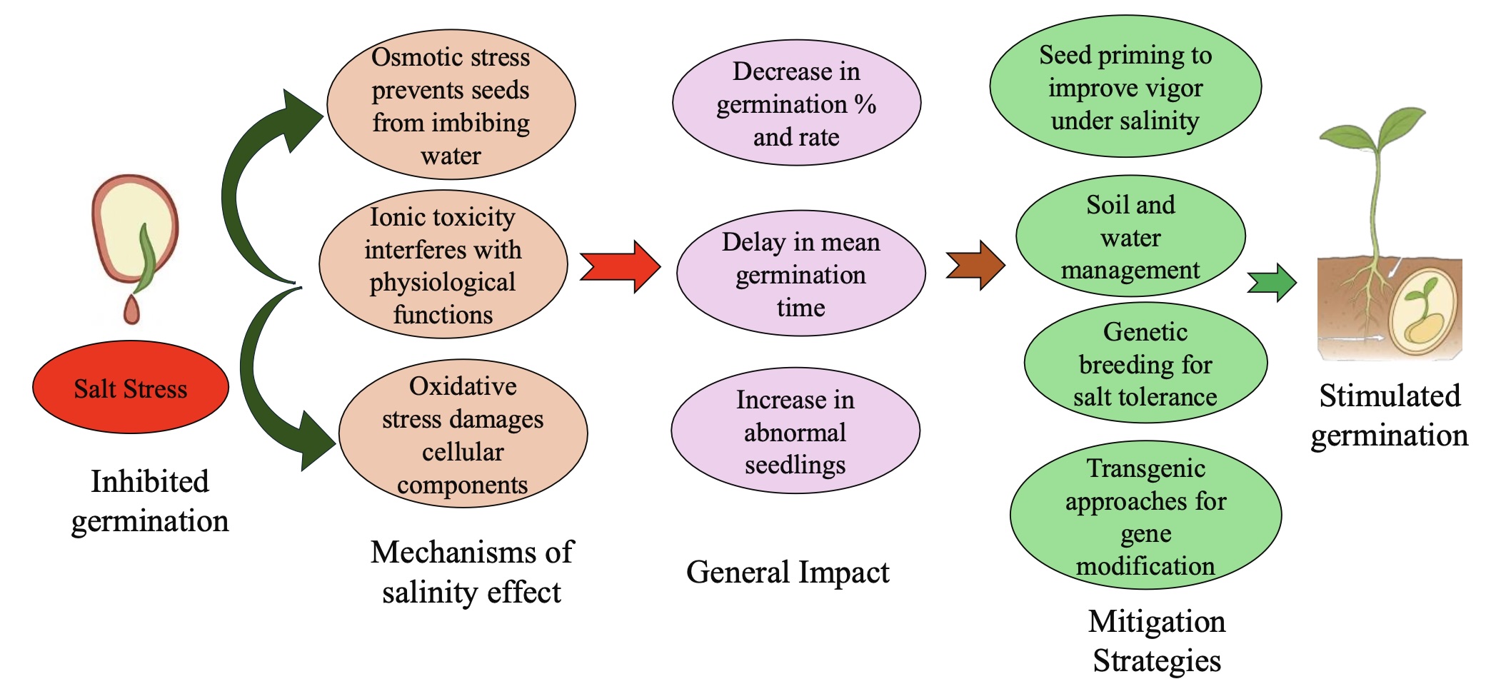 Fonte:&nbsp;doi.org/10.3390/seeds5010001
