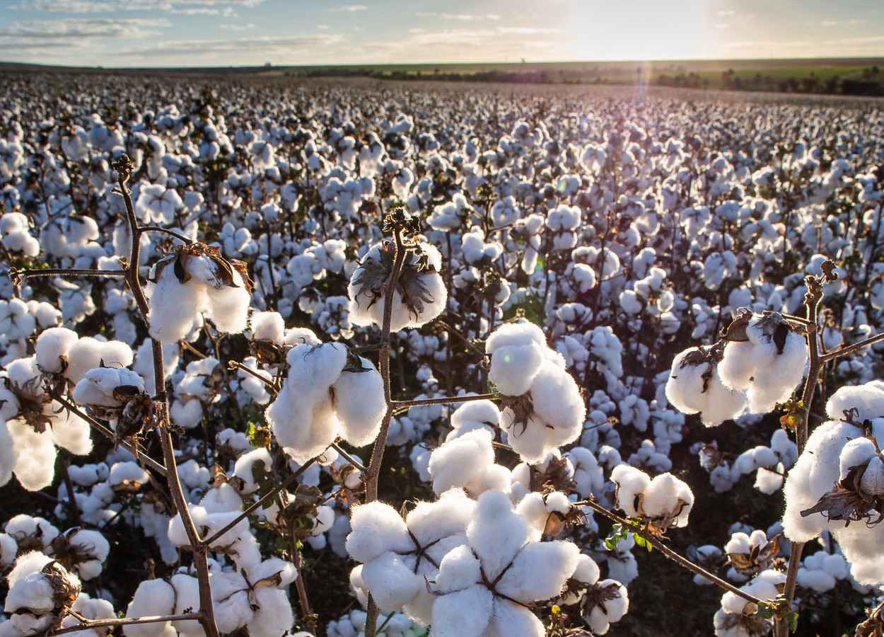 Foto: Wenderson Araujo, CNA