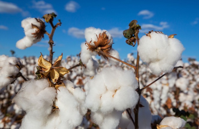 Algodão perde força em fevereiro com estoques elevados