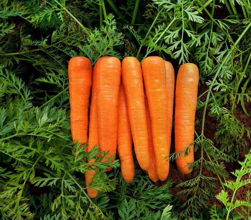 Melancia sem sementes e cultivar de cenoura estão entre os lançamentos da Bayer