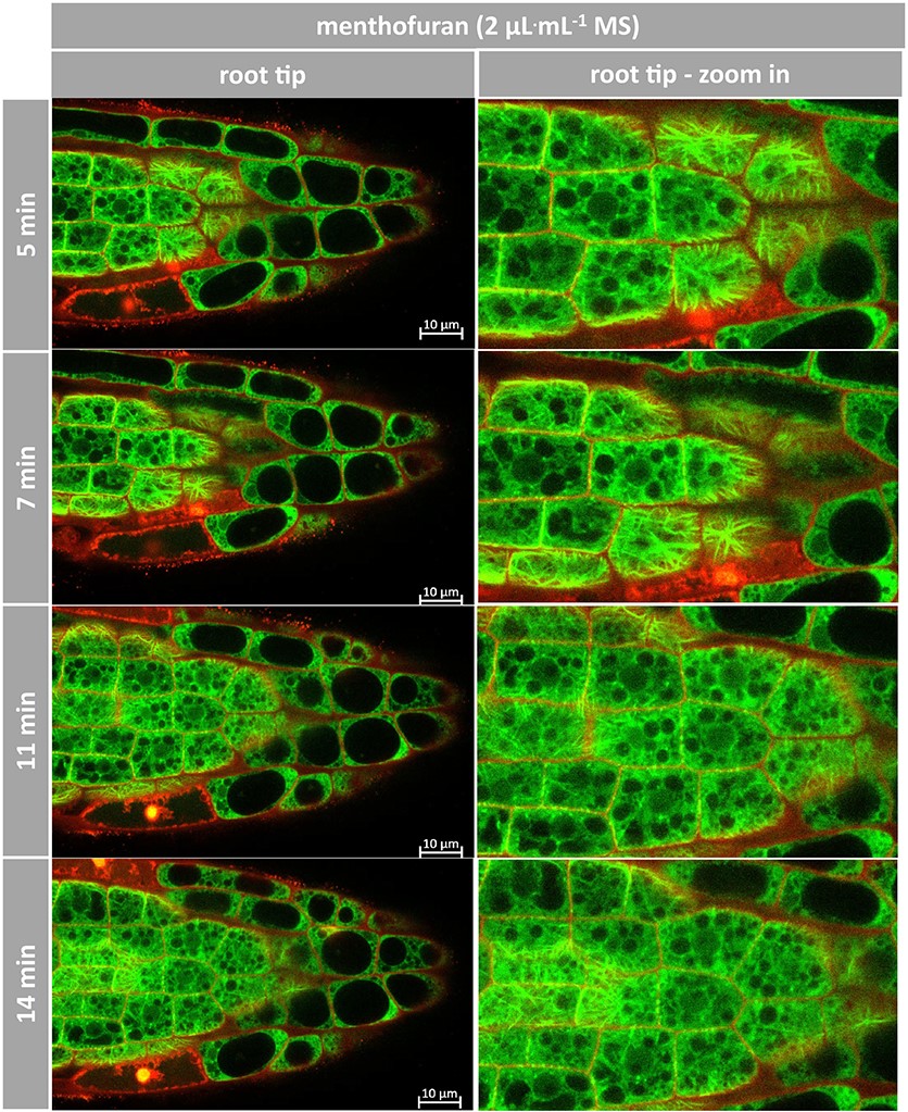 Resposta de microtúbulos ao (+)-mentofurano em <i>Arabidopsis</i>. Raízes representativas de <i>Arabidopsis</i> expressando TuB6-GFP seguidas por microscopia confocal de varredura a laser após tratamento com 2 μL.mL−1 de (+)-mentofurano no dia 7 pós-germinação. Os compostos foram administrados por meio de meio MS ½ contendo 0,5% de sacarose. Iodeto de propídio foi adicionado a 2 μg.mL−1 para marcar as paredes celulares e acompanhar a morte celular. As imagens são seções confocal individuais. As observações foram conduzidas no modo multi-rastreamento usando excitações a laser de 488 e 555 nm