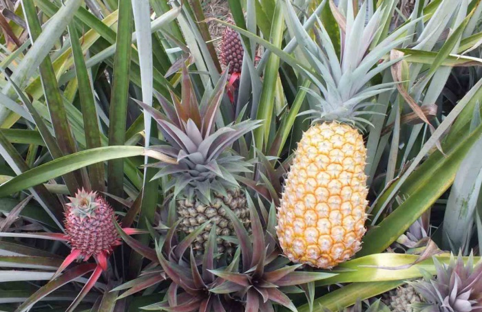 Embrapa lança abacaxis resistentes à fusariose