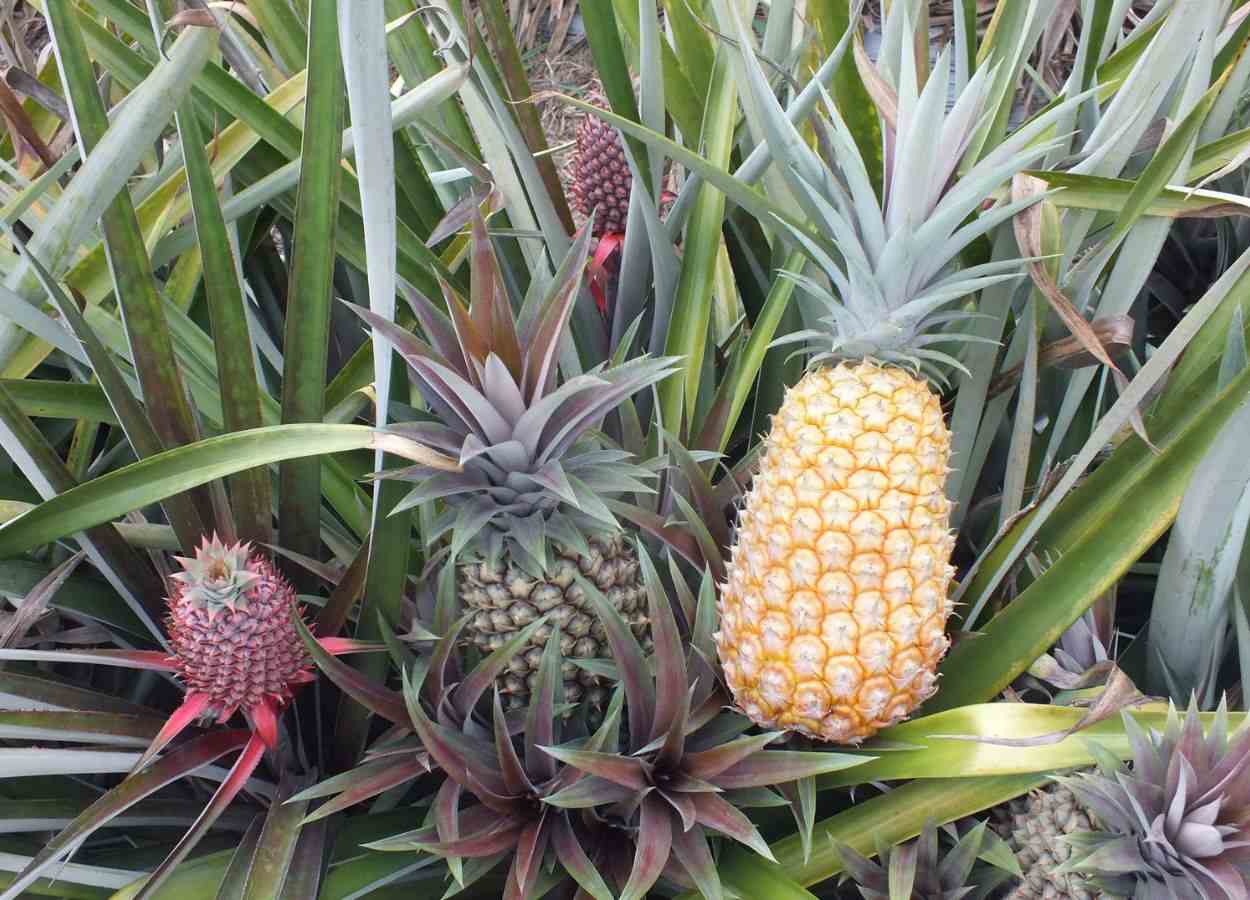 Embrapa launches pineapple varieties resistant to fusarium wilt.