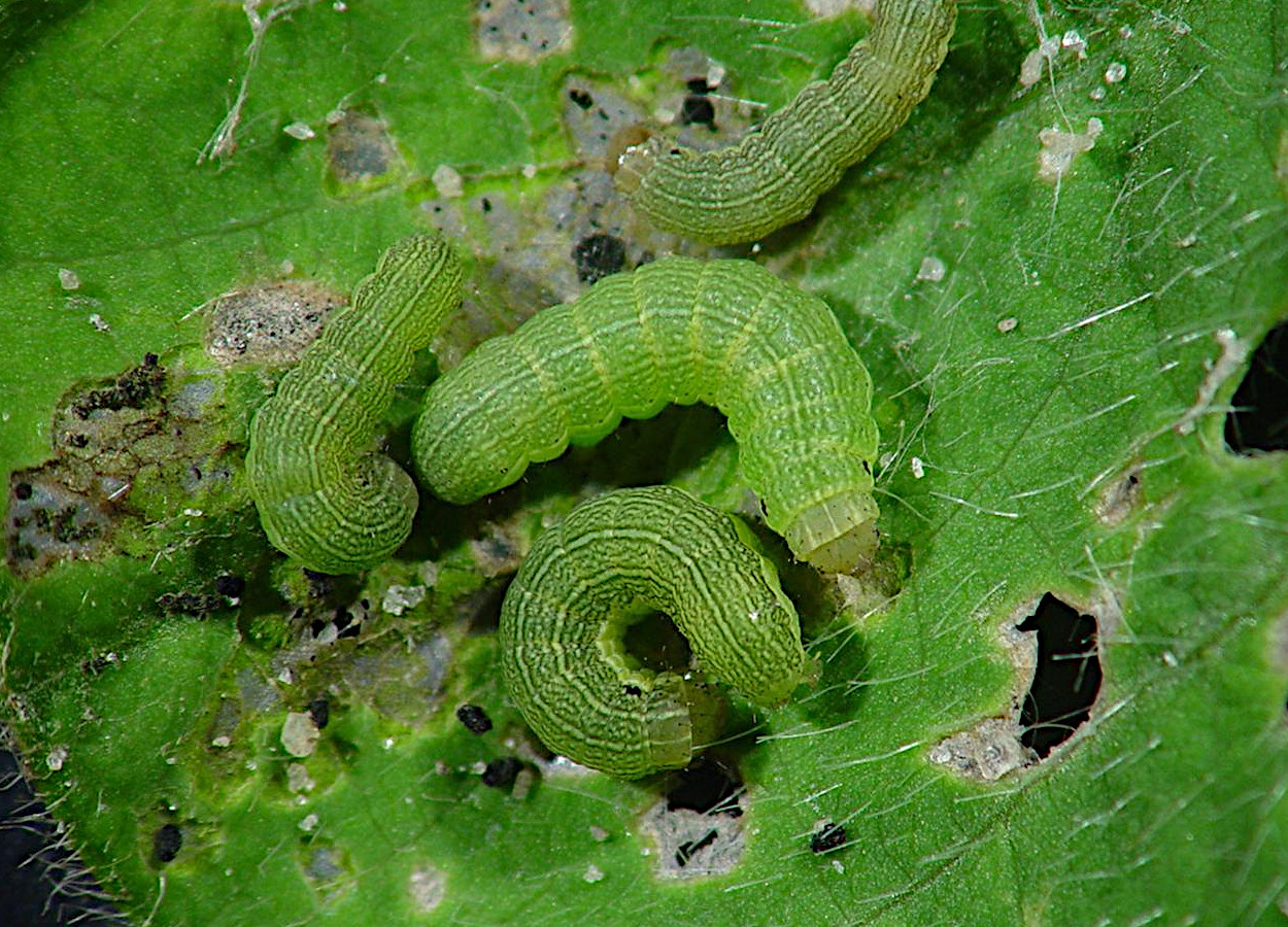 Foto: Michasia Dowdy - University of Georgia