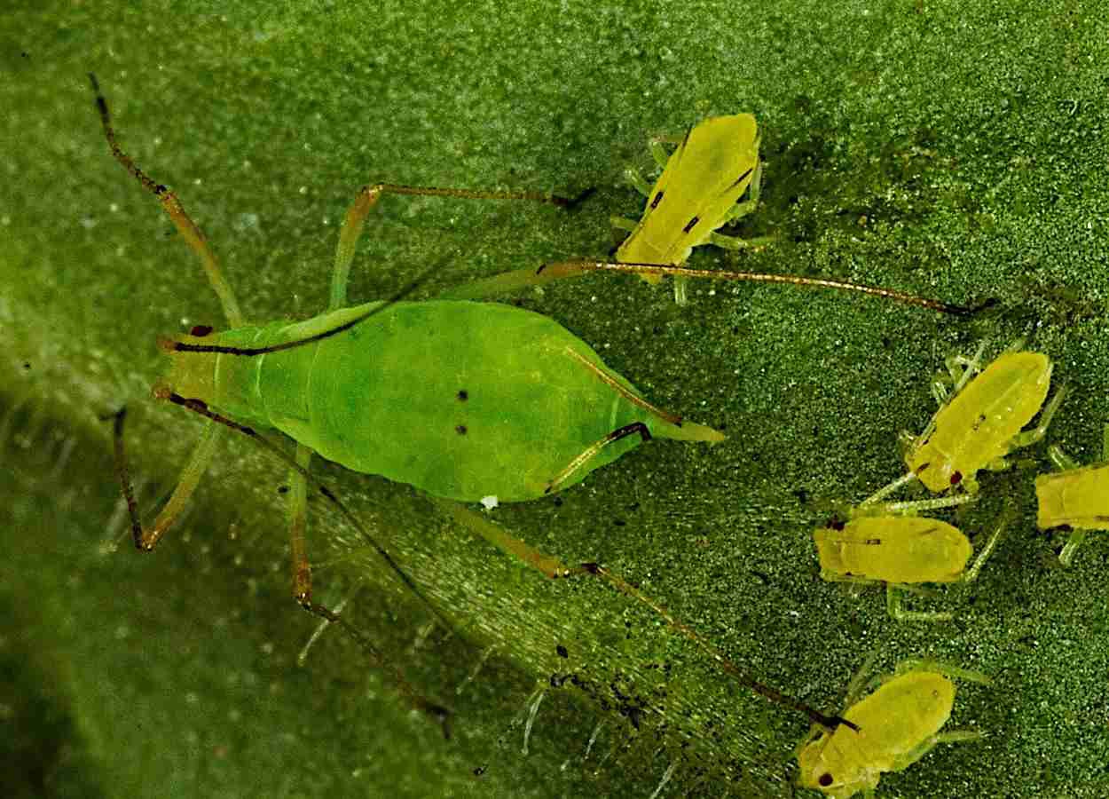 Trichoderma produz dsRNA contra Myzus persicae