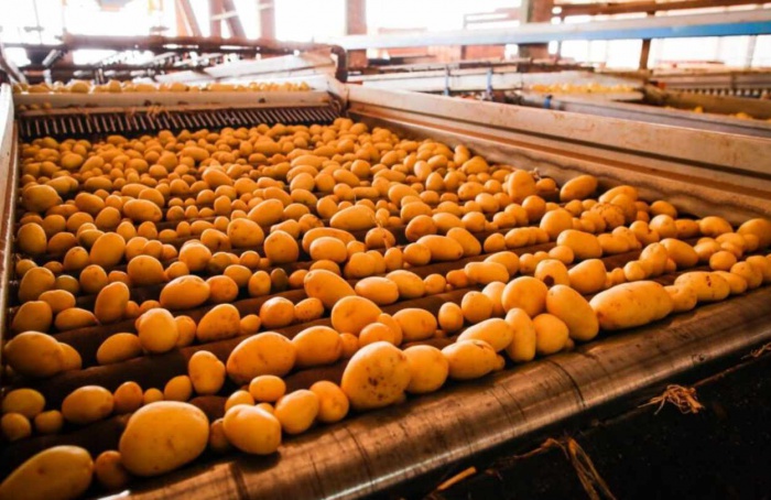 Goiás consolida crescimento na produção de batata-inglesa