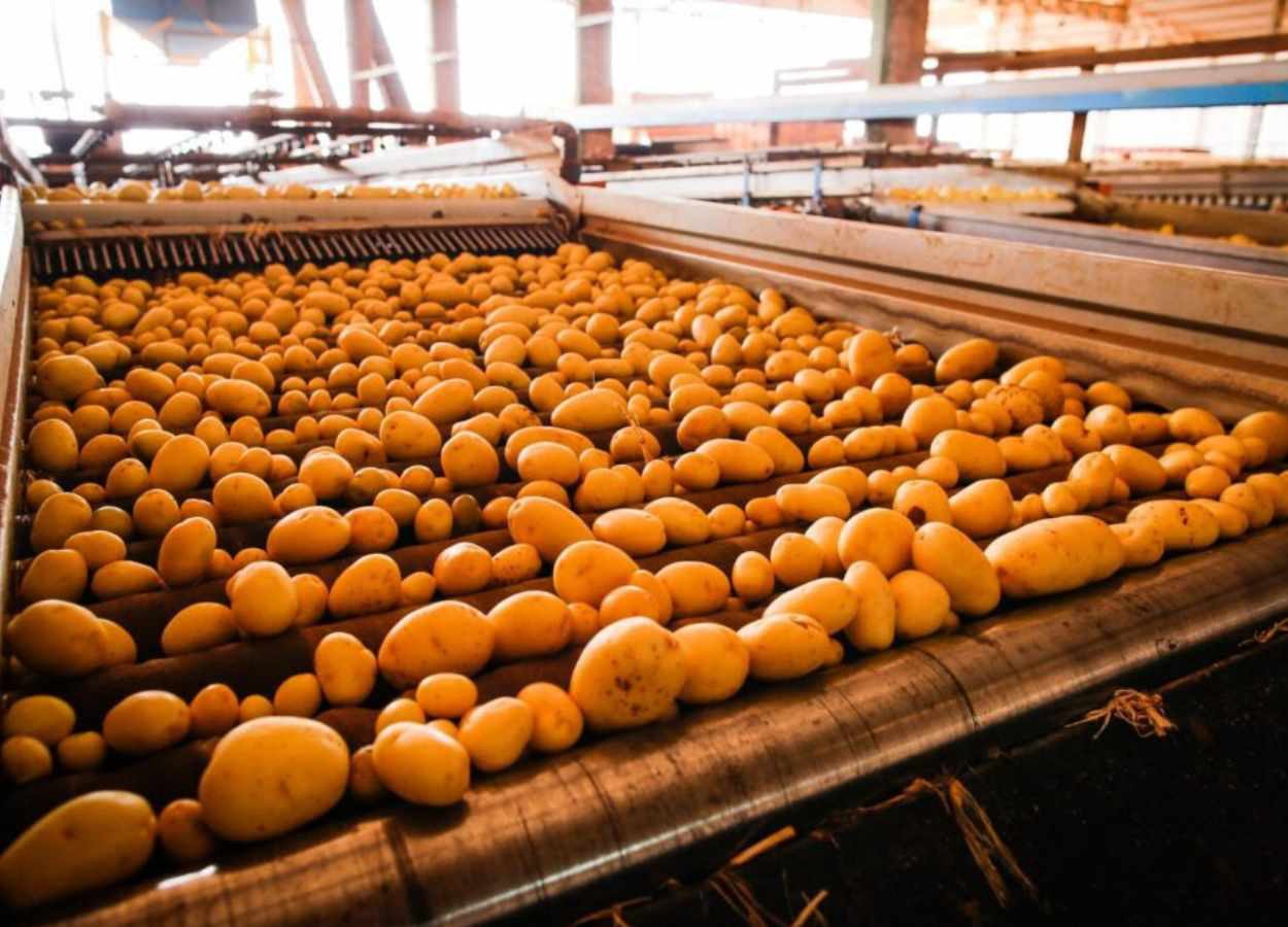 Goiás consolida crescimento na produção de batata-inglesa