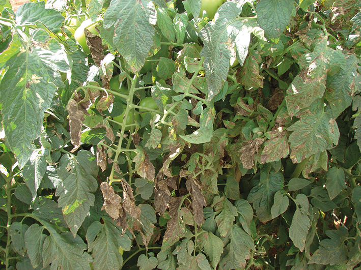 Tomateiro infectado por PVY com extensas áreas necrosadas na folha