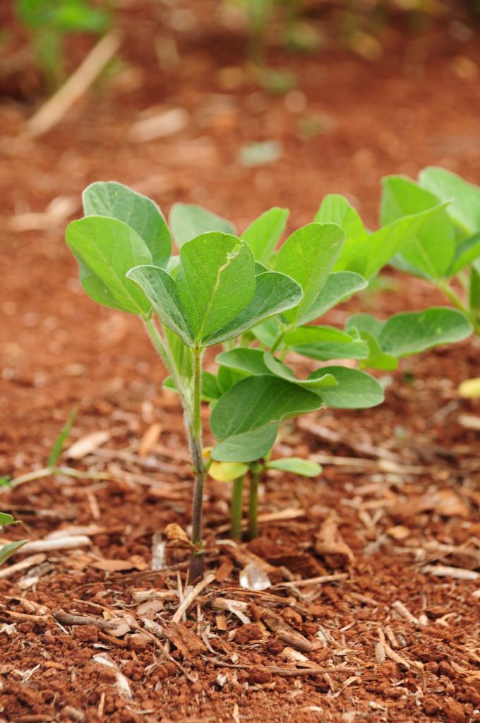 ​Condições climáticas podem atrasar o plantio de nova safra da soja no Brasil