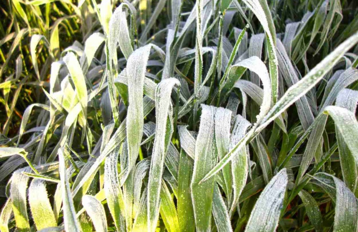 Densidade de plantas influencia danos por geadas na aveia