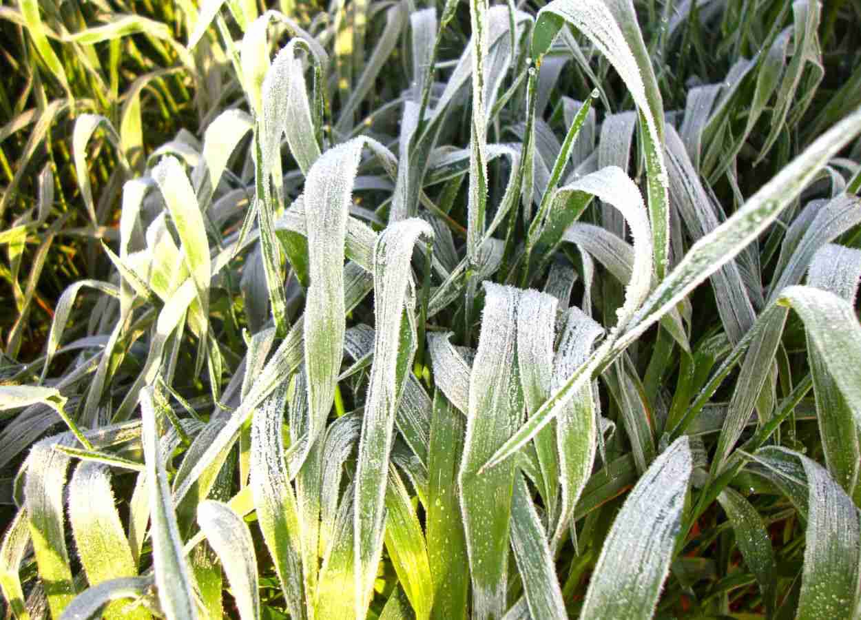 Densidade de plantas influencia danos por geadas na aveia
