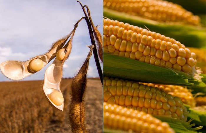 Paraguai amplia produção e projeta safra histórica