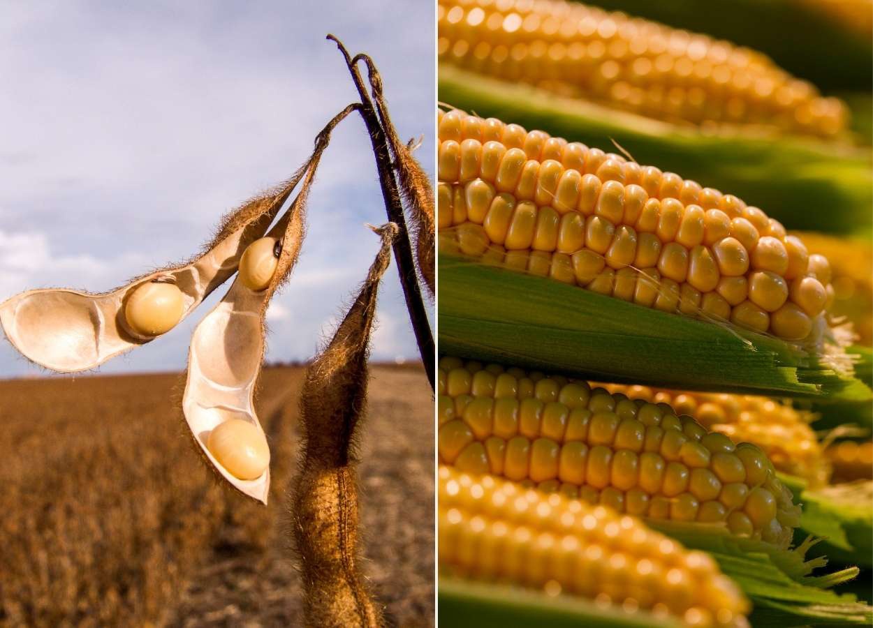 Paraguai amplia produção e projeta safra histórica