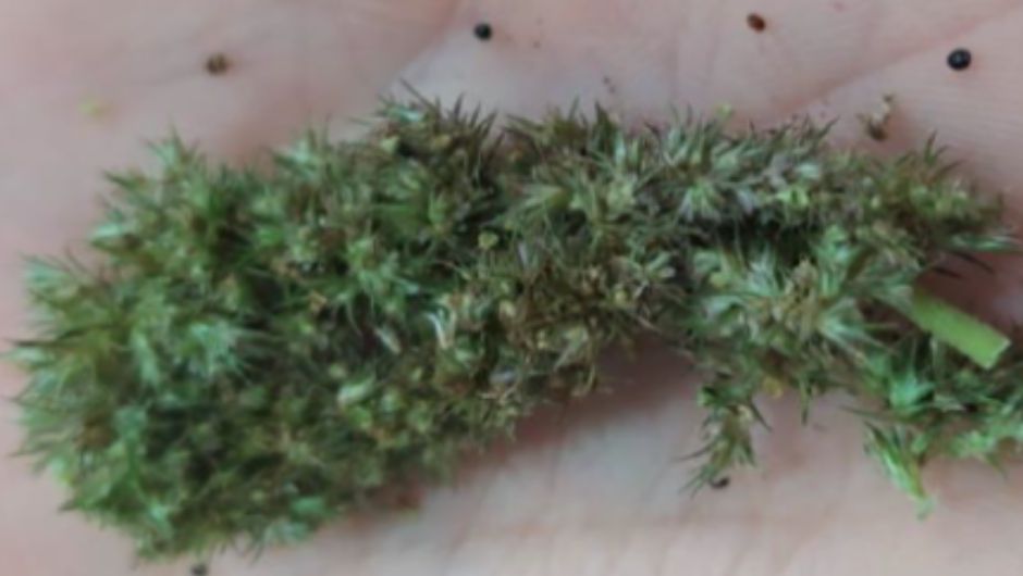 Flores femininas e sementes – Amaranthus ssp; (SC-2024)