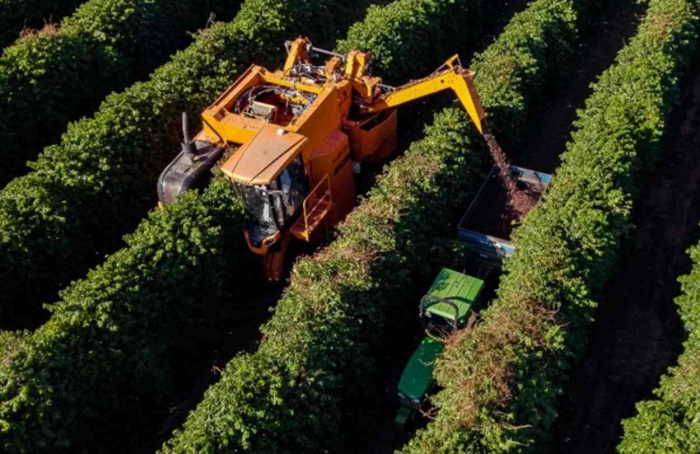 Tecnologias inovadoras impulsionam o rebeneficiamento de cafés especiais no Cerrado Mineiro