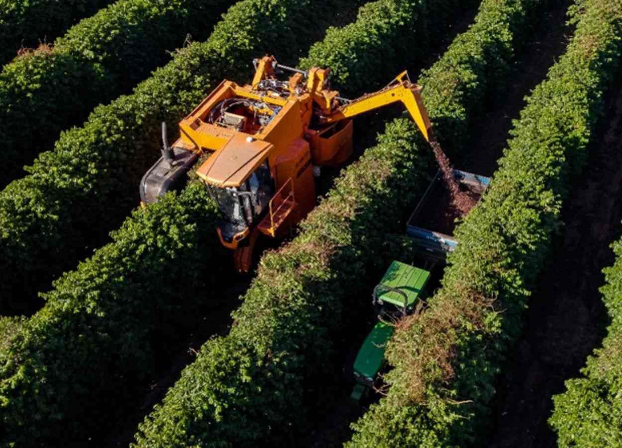 A Expocacer iniciou, de maneira inédita no país, a utilização de uma linha de produção industrial com foco na qualidade dos grãos