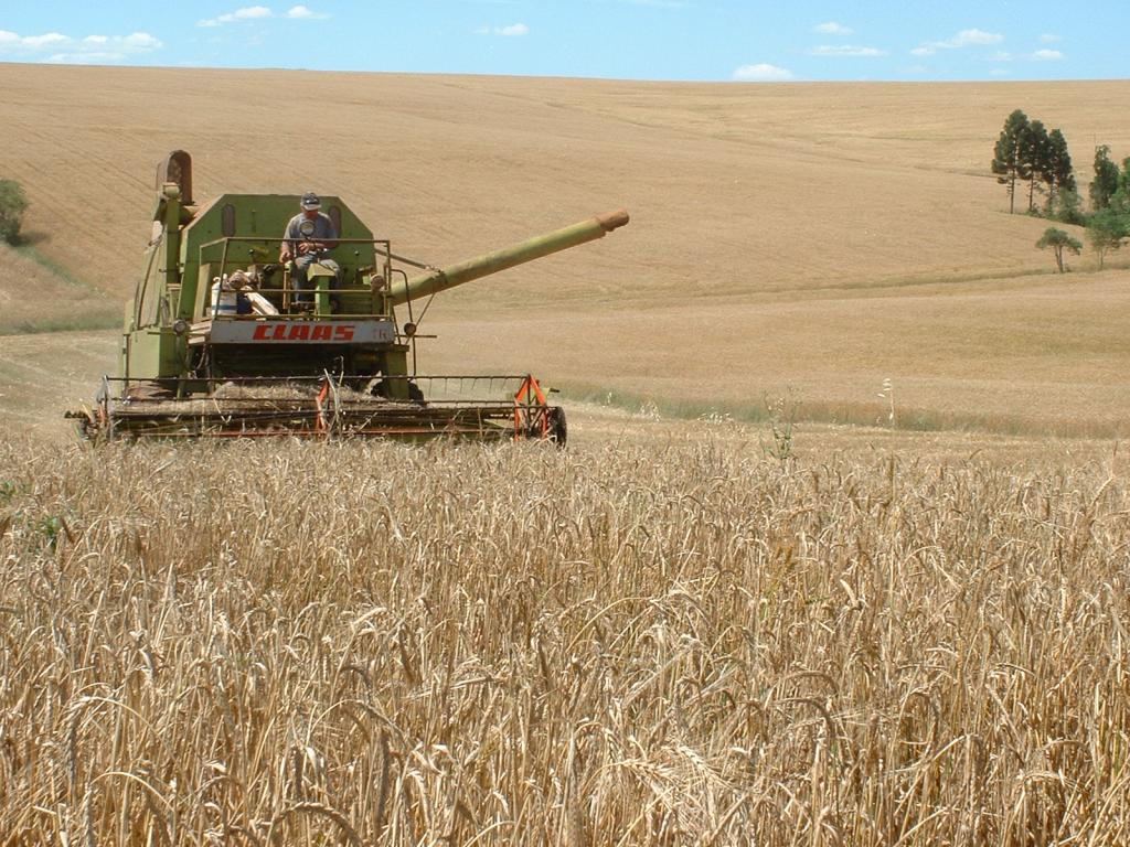 ​Área de trigo no Rio Grande do Sul será no máximo 10% menor