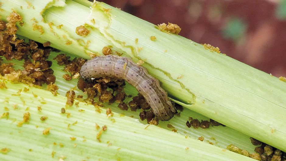 Os danos causados por S. frugiperda em milho ocorrem tanto na fase vegetativa quanto na fase reprodutiva da planta