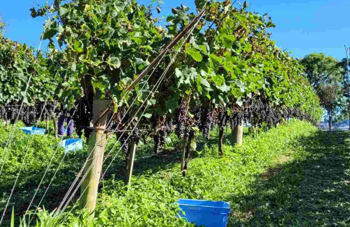 Embrapa Uva e Vinho abre inscrições para 2º Dia de Campo