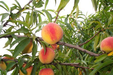 Pêssegos da Embrapa são exportados para o Hemisfério Norte