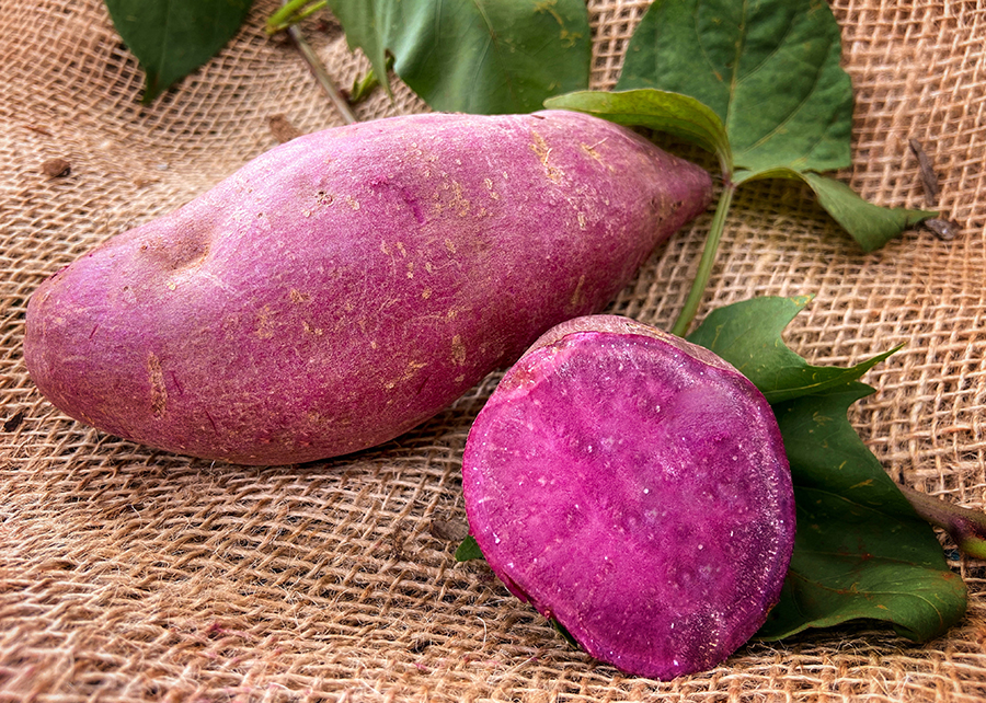 Publicação destaca qualidades e características de nova cultivar de batata-doce da Embrapa