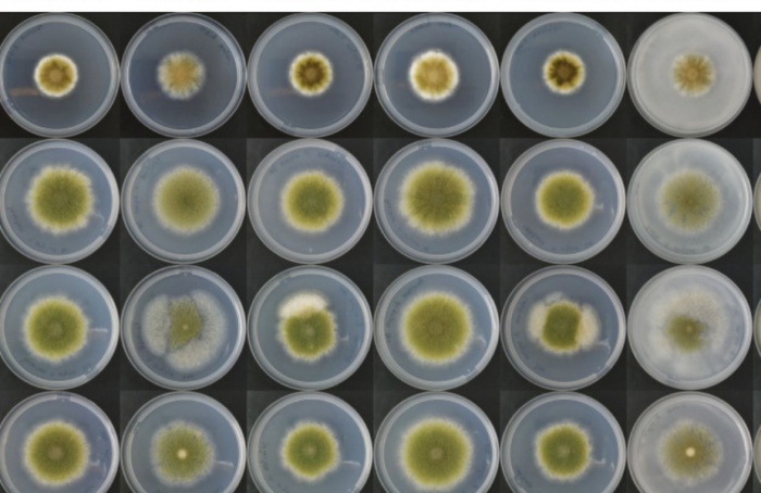 Fungos deverão ser importante fonte de proteína no futuro