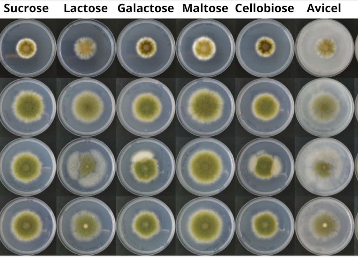 Fungos deverão ser importante fonte de proteína no futuro