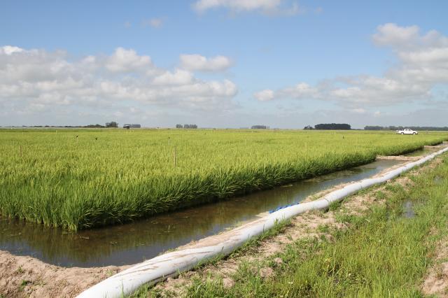 Dia de Campo do Arroz é nesta quinta, dia 10