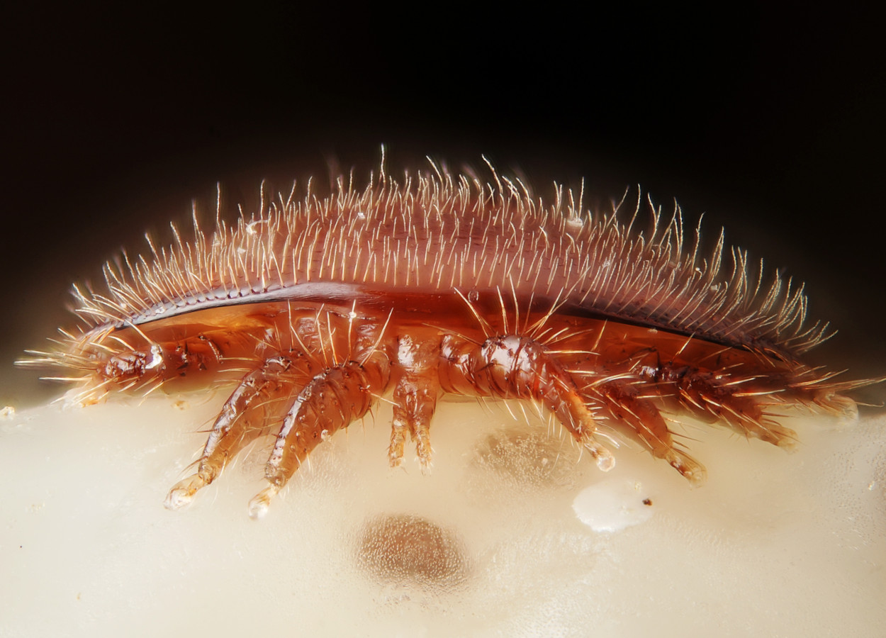 Fêmea <i>Varroa destructor</i> - Foto G. San Martin