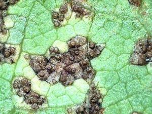 MS estabelece data limite para cultivo da soja
