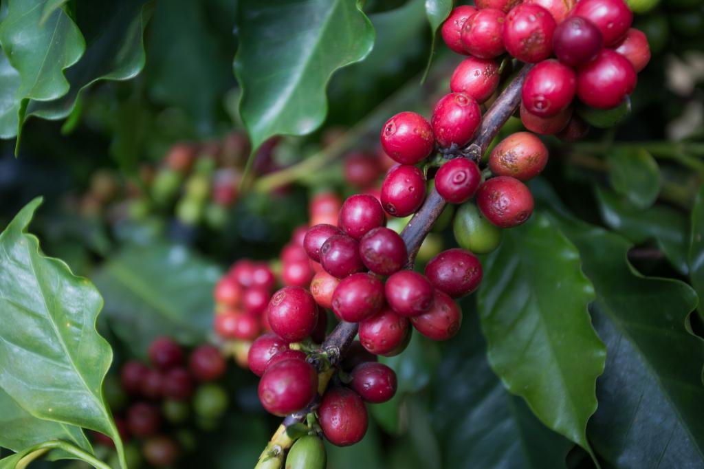 Preços do café robusta avançam no Brasil em outubro