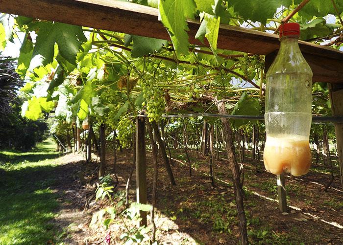 Pesquisadores adaptam tecnologia espanhola para combater mosca-das-frutas nos parreirais