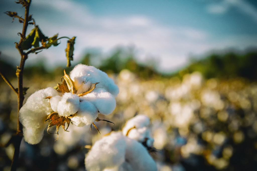 Manejos de resistência são úteis para manter a alta produtividade brasileira de algodão