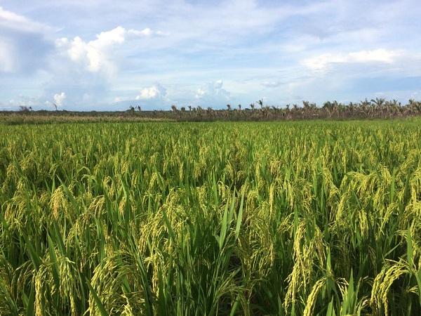 Embrapa Cocais, UEMA e Senar realizam dia de campo sobre cultura do arroz