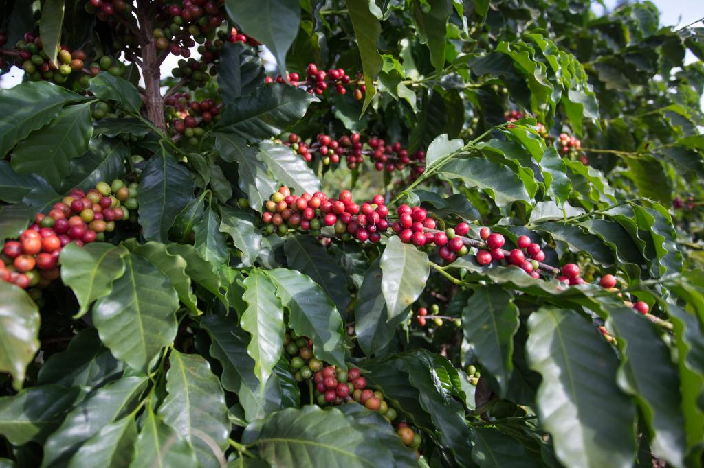 Área cultivada de café arábica e conilon totaliza 2,16m/t