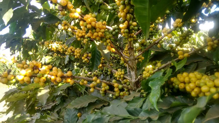 Inovação e tecnologia para cafeicultura do Cerrado Mineiro