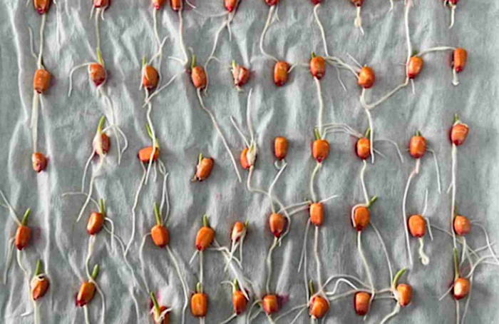 Extrato de alga atenua efeitos da salinidade na germinação do milho