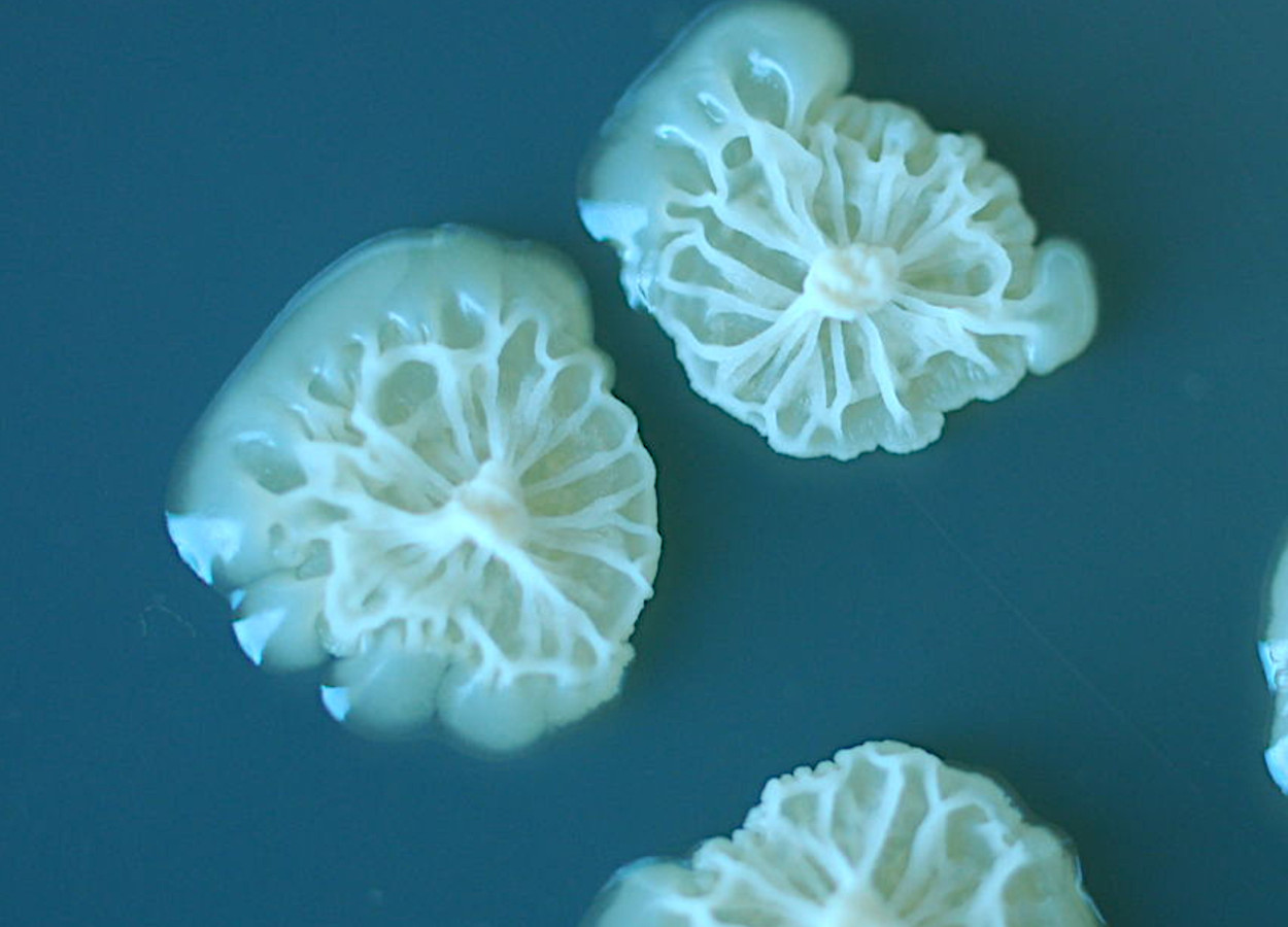 Foto: Alex Alexiev, UC Davis