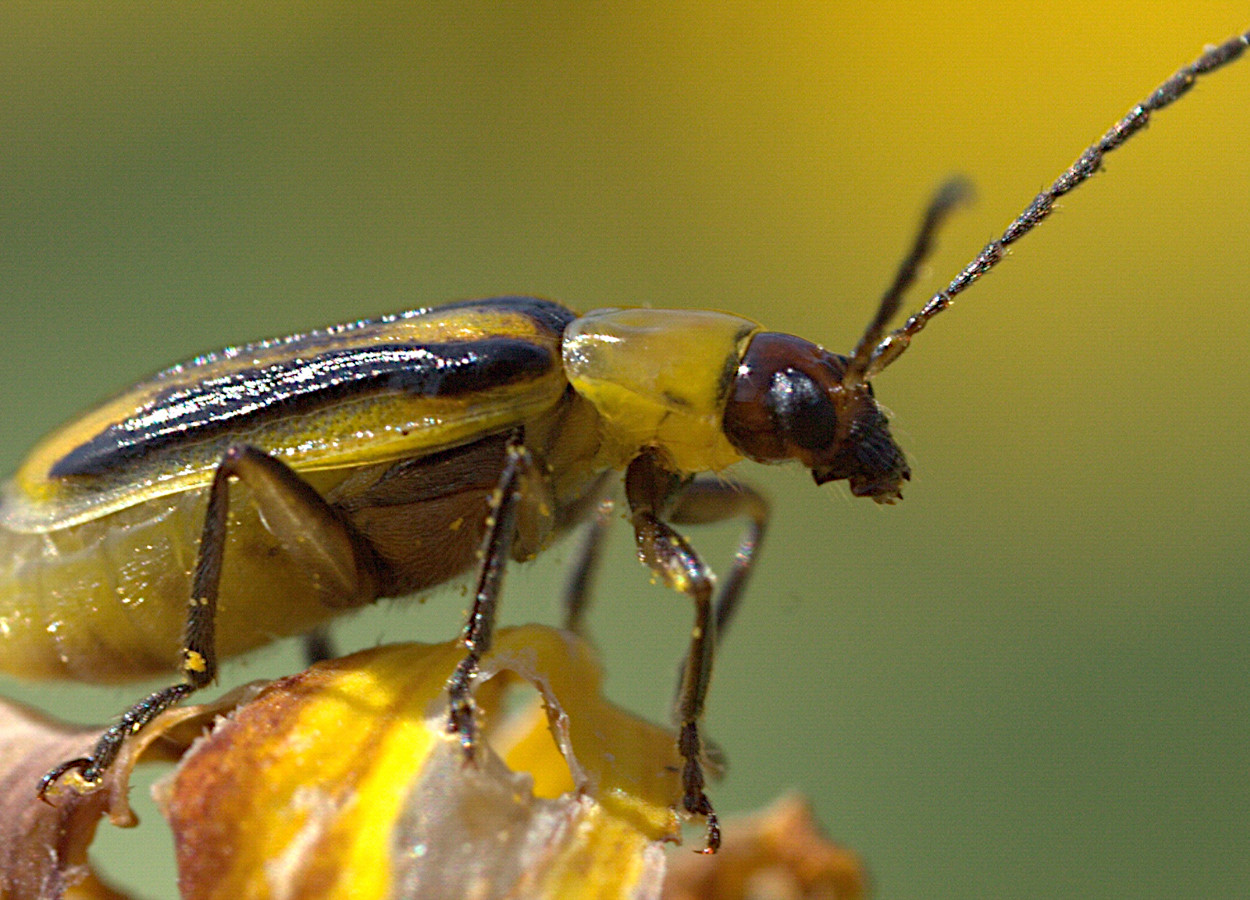 <i>Diabrotica virgifera virgifera</i> - Foto: David Cappaert, Bugwood