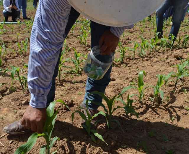 Delegação africana visita a Embrapa em busca de soluções para combater a lagarta-do-cartucho