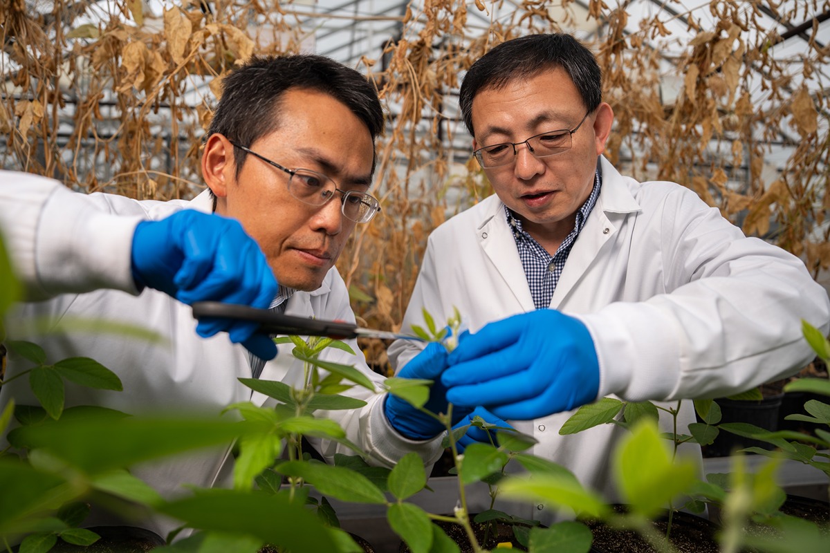 Jingbo Duan e Jianxin Ma coletam amostras de uma planta de soja na Lilly Greenhouse