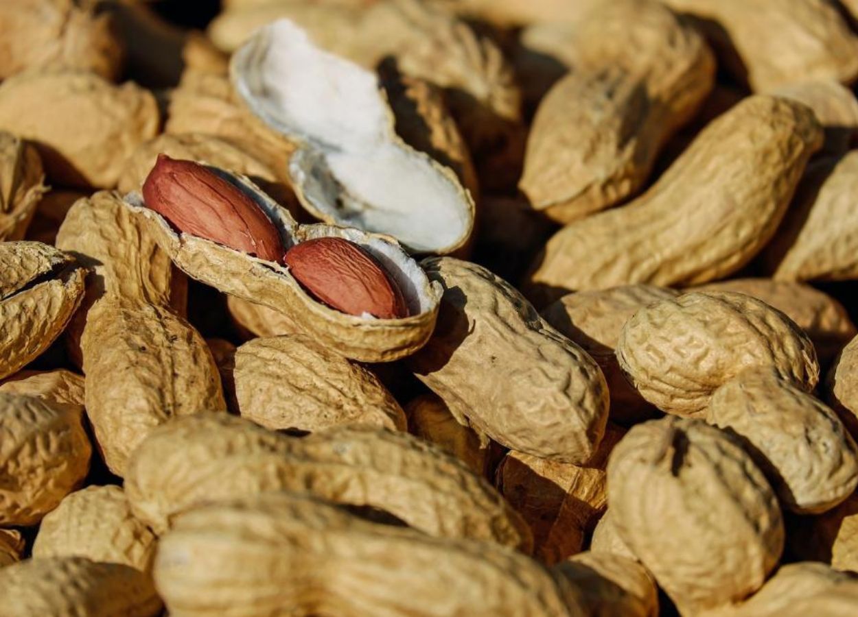 Lack of rain and high temperatures affect peanut production in the State of São Paulo