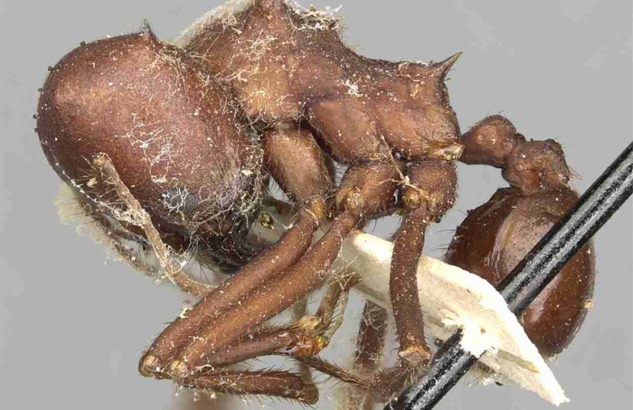 Cientistas registram Atta opaciceps atacando nim no Brasil