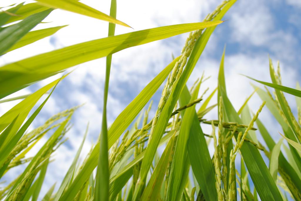 Mercado do arroz apresenta lentidão em fevereiro