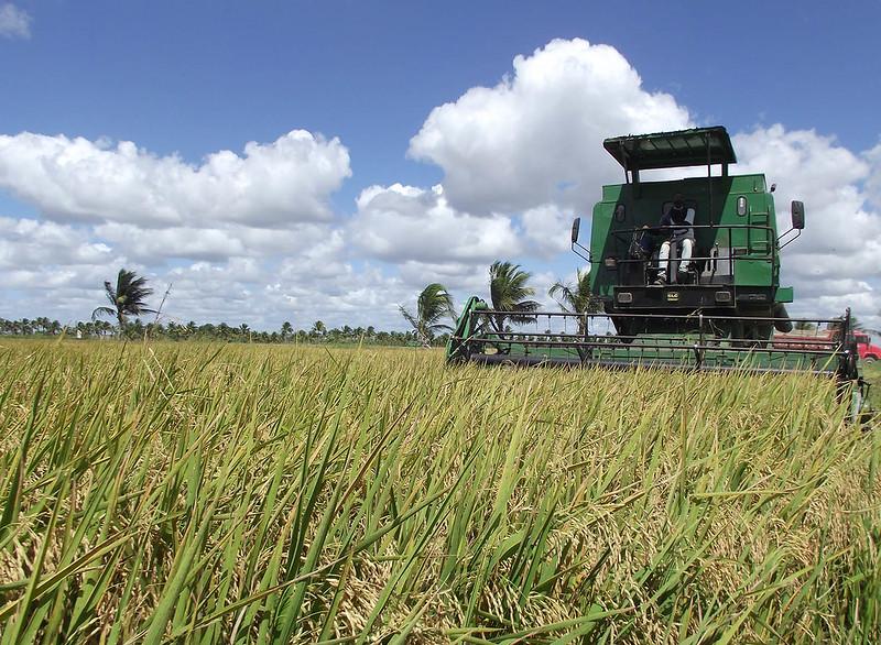 Projeto de Irrigação da Codevasf em Alagoas entra em fase de colheita do arroz