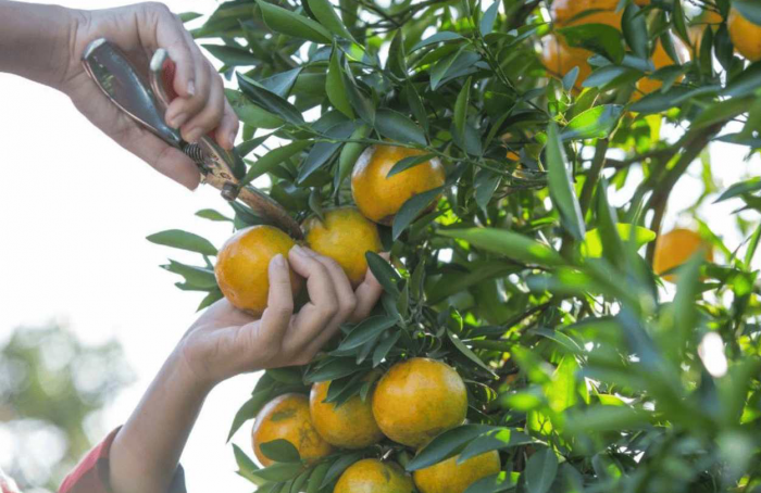 Greening: Governo de SP retira mais de 9 mil mudas de citros de circulação