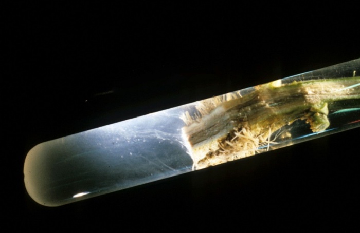Nanozima com cobalto reduz murcha-bacteriana em tomateiro
