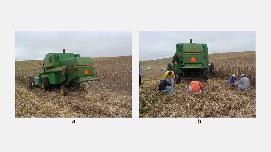 Figura 7: colhedora de milho deslocando no campo (a) e  coleta de grãos de milho para obter as perdas na colheita (b)