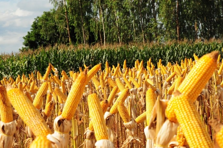 Câmara Setorial de Grãos discute infraestrutura na Bahia Farm Show