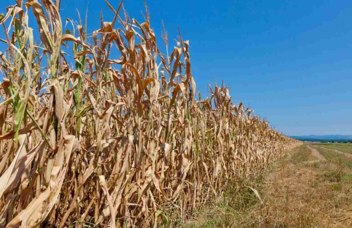 Ausência de chuvas preocupa agricultores paranaenses